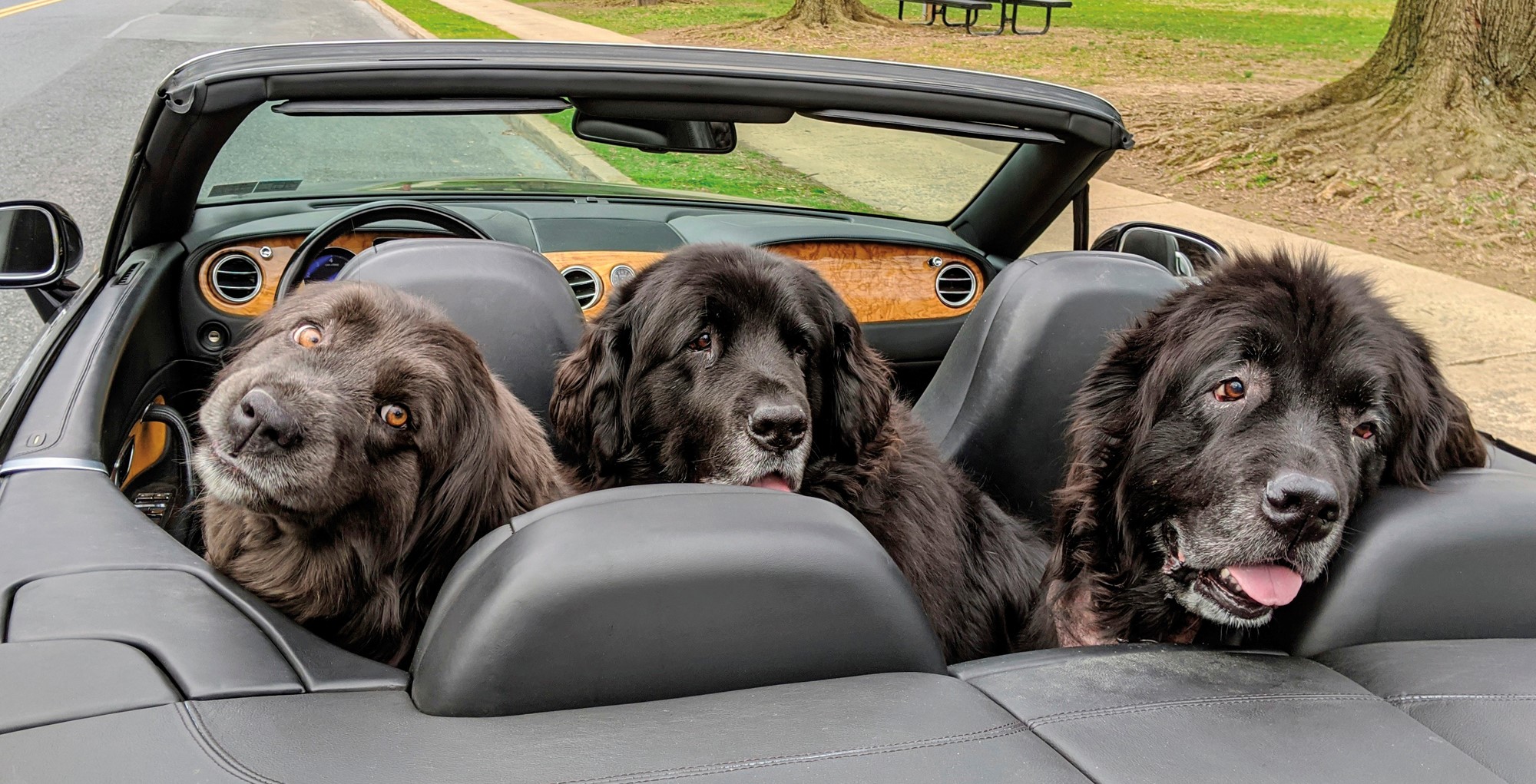 Pet Dogs in Convertible Primitives By Kathy